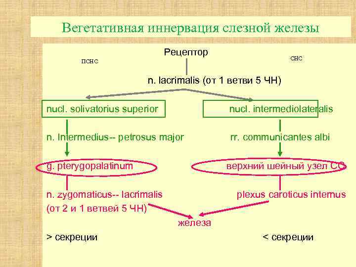 Вегетативная иннервация слезной железы Рецептор СНС ПСНС n. lacrimalis (от 1 ветви 5 ЧН)