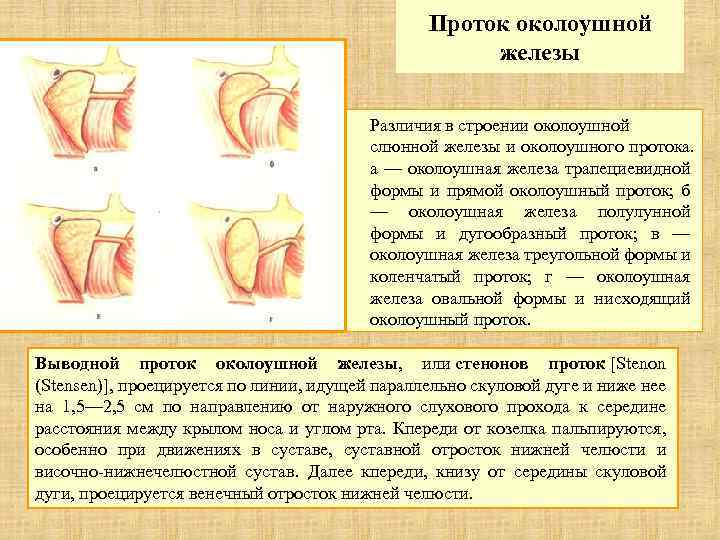 Проток околоушной железы Различия в строении околоушной слюнной железы и околоушного протока. а —