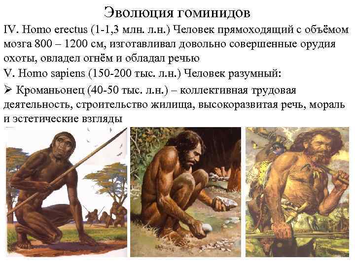 Эволюция гоминидов IV. Homo erectus (1 -1, 3 млн. л. н. ) Человек прямоходящий