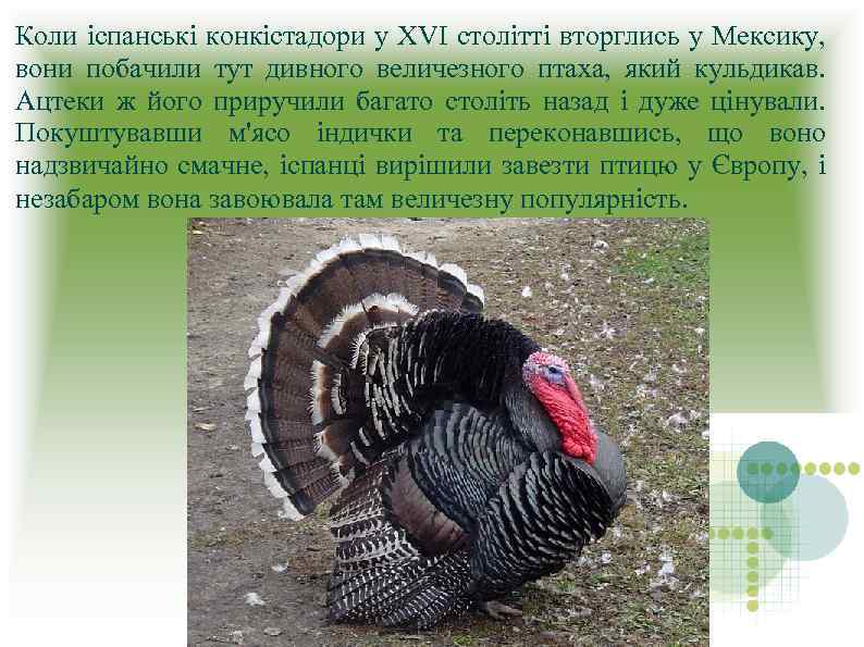 Коли іспанські конкістадори у ХVI столітті вторглись у Мексику, вони побачили тут дивного величезного