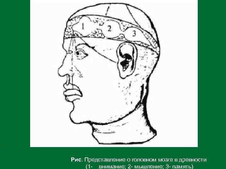 . Рис. Представление о головном мозге в древности (1 - внимание; 2 - мышление;
