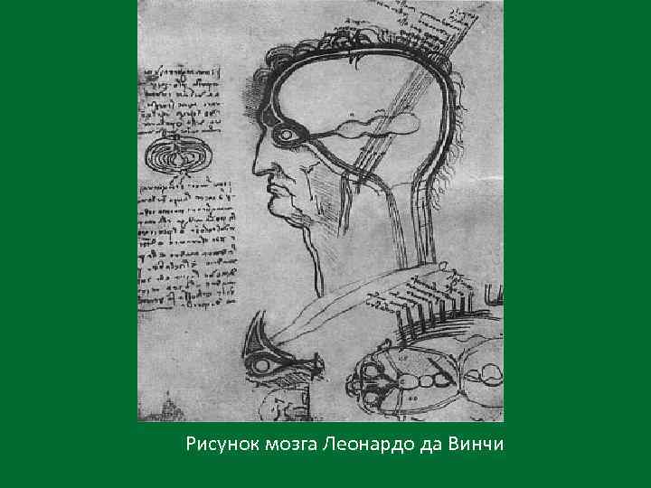 Рисунок мозга Леонардо да Винчи 