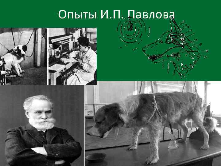 Опыты И. П. Павлова 