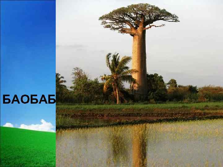 БАОБАБ 