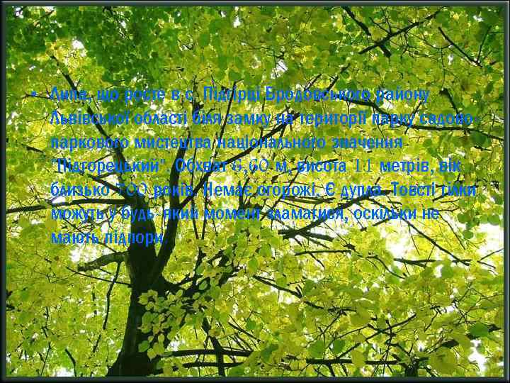  • Липа, що росте в с. Підгірці Бродовського району Львівської області біля замку
