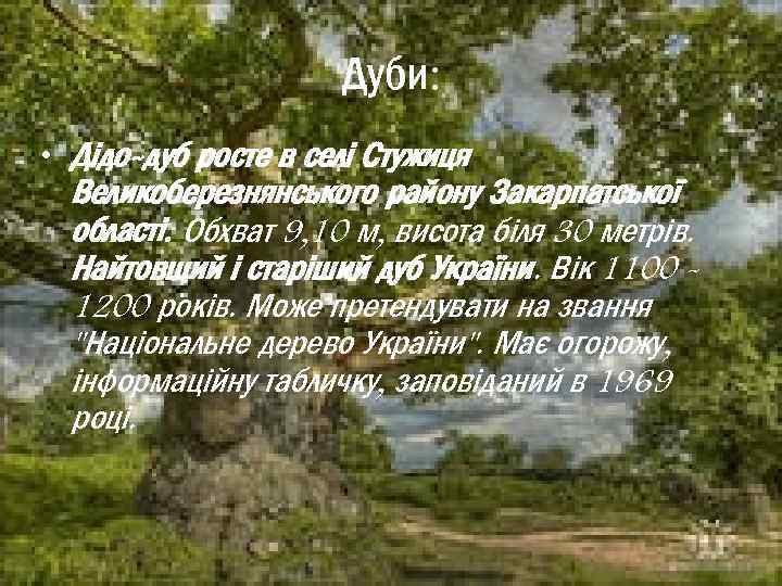 Дуби: • Дідо-дуб росте в селі Стужиця Великоберезнянського району Закарпатської області. Обхват 9, 10
