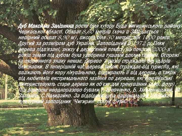  • Дуб Максима Залізняка росте біля хутору Буда Чигиринського району Черкаської області. Обхват