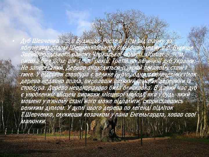  • Дуб Шевченка - 2 в Будищах. Росте в 10 м від ставку