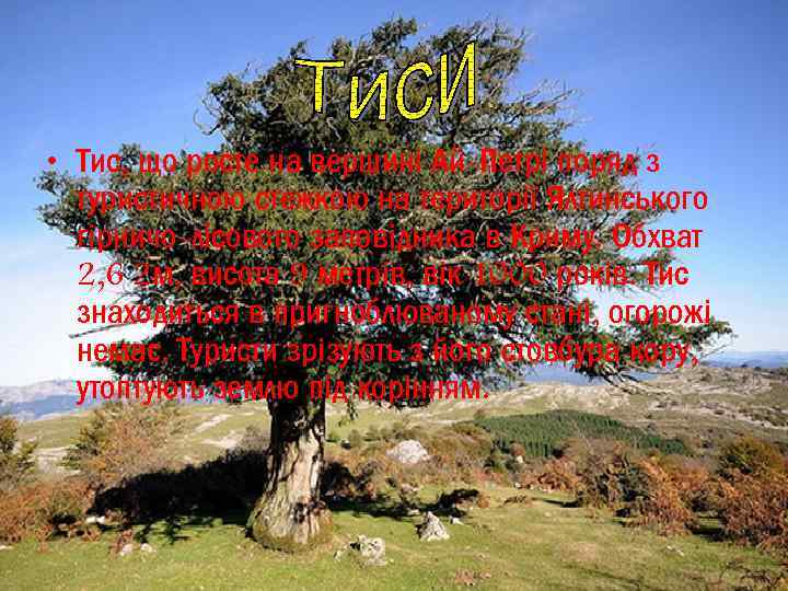  • Тис, що росте на вершині Ай-Петрі поряд з туристичною стежкою на території