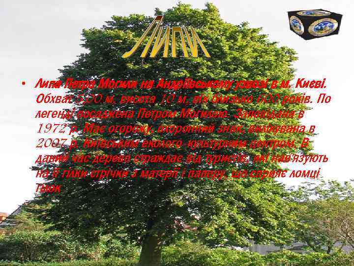  • Липа Петра Могили на Андріївському узвозі в м. Києві. Обхват 5, 00