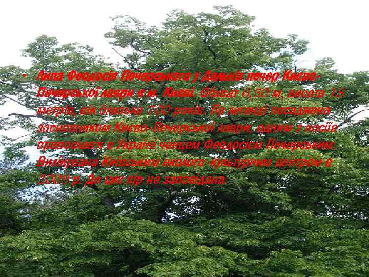  • Липа Феодосія Печерського у Дальніх печер Києво. Печерської лаври в м. Києві.