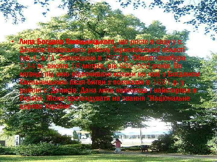  • Липа Богдана Хмельницького, що росте в саду у с. Денисів Козівського району