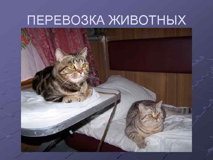 ПЕРЕВОЗКА ЖИВОТНЫХ 