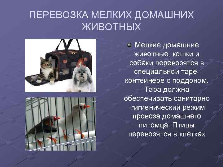 ПЕРЕВОЗКА МЕЛКИХ ДОМАШНИХ ЖИВОТНЫХ Мелкие домашние животные, кошки и собаки перевозятся в специальной тареконтейнере