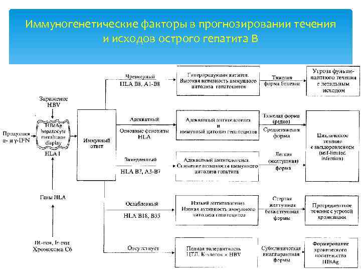 Иммуногенетические факторы в прогнозировании течения и исходов острого гепатита В 