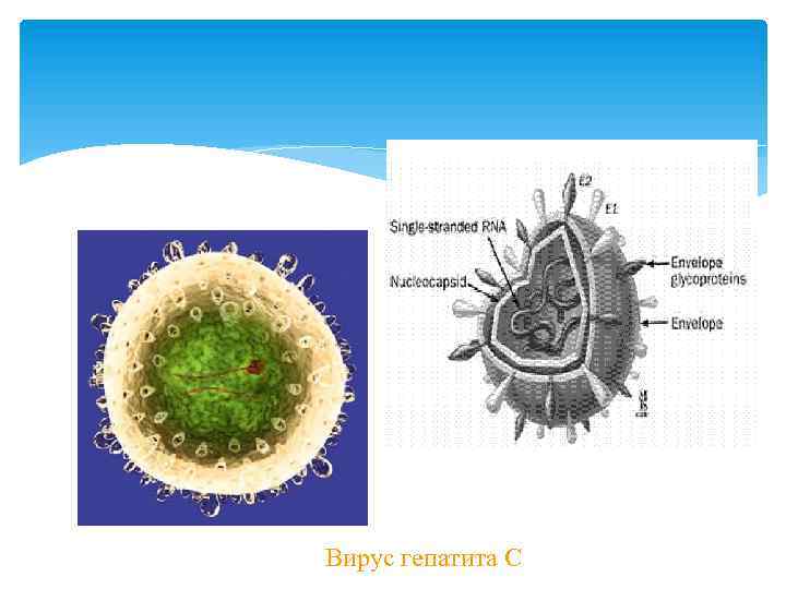  Вирус гепатита С 