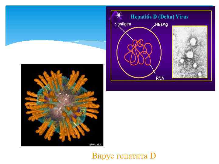 Вирус гепатита D 