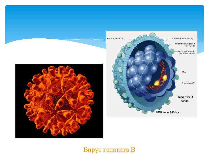  Вирус гепатита В 