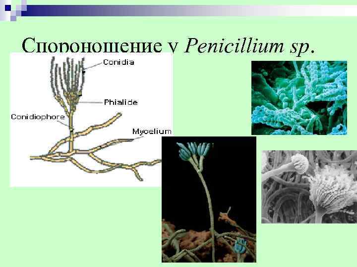 Спороношение у Penicillium sp. 