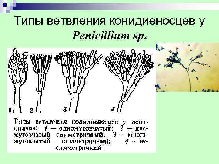 Типы ветвления конидиеносцев у Penicillium sp. 