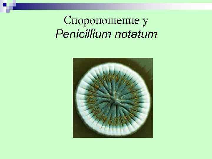  Спороношение у Penicillium notatum 