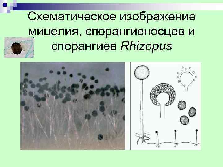 Схематическое изображение мицелия, спорангиеносцев и спорангиев Rhizopus 