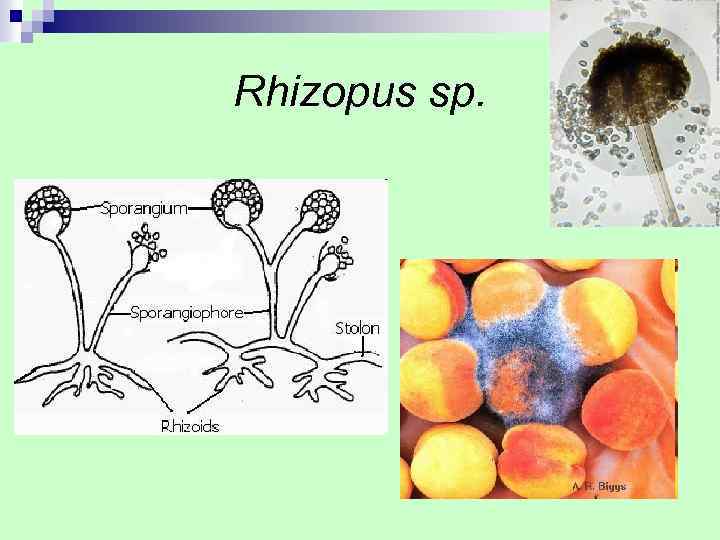 Rhizopus sp. 