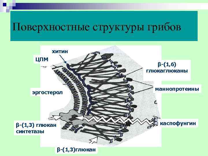 Поверхностные структуры грибов хитин ЦПМ β-(1, 6) глюканы маннопротеины эргостерол β-(1, 3) глюкан каспофунгин