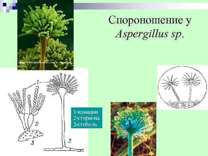  Спороношение у Aspergillus sp. 1 -конидии 2 -стеригма 3 -стебель 