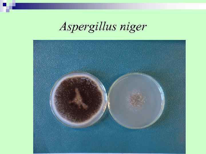 Aspergillus niger 