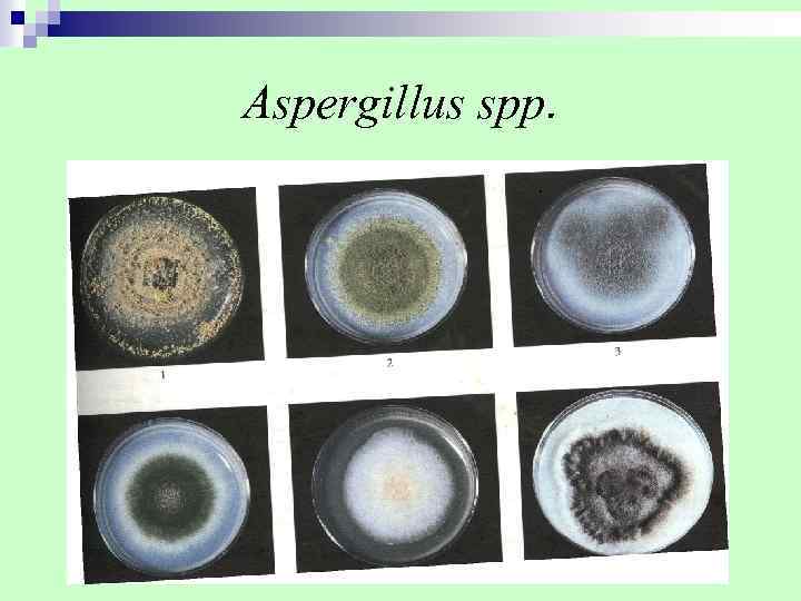 Aspergillus spp. 