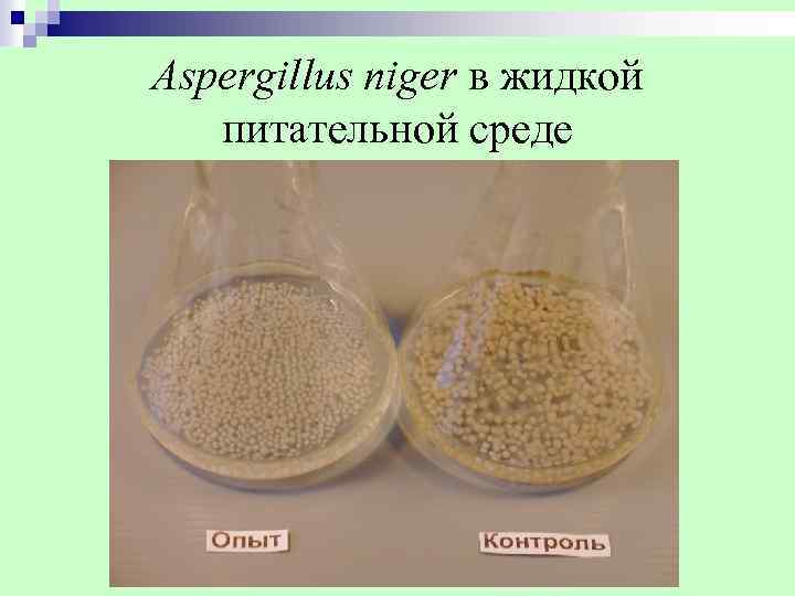 Aspergillus niger в жидкой питательной среде 