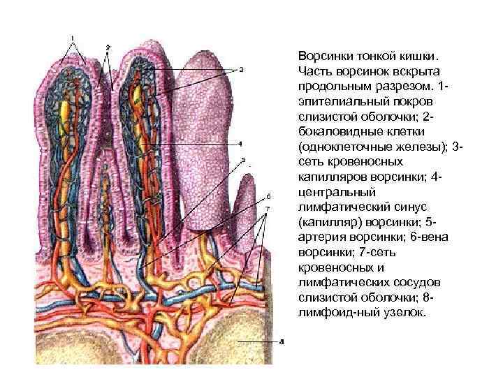 Кишечник в разрезе рисунок