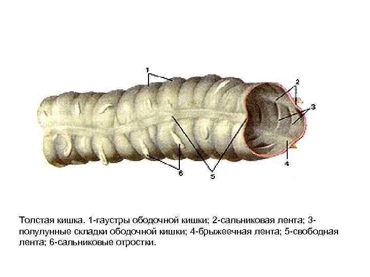 Сальниковые отростки