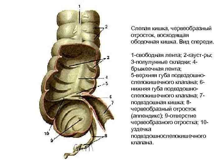 Аппендикс отросток слепой