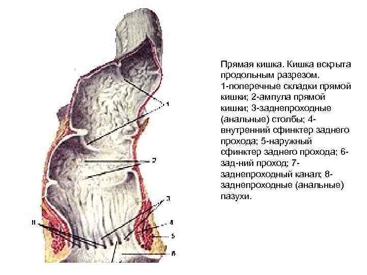 Строение прямой кишки и заднего прохода в разрезе у женщин фото