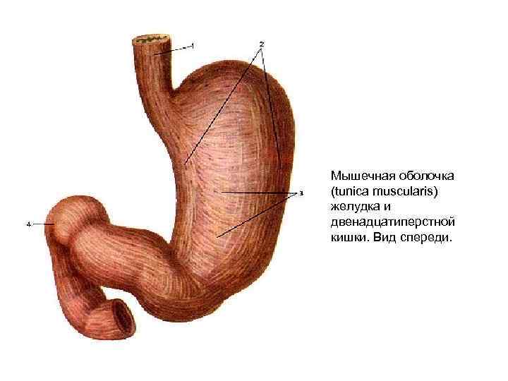 Оболочки желудка