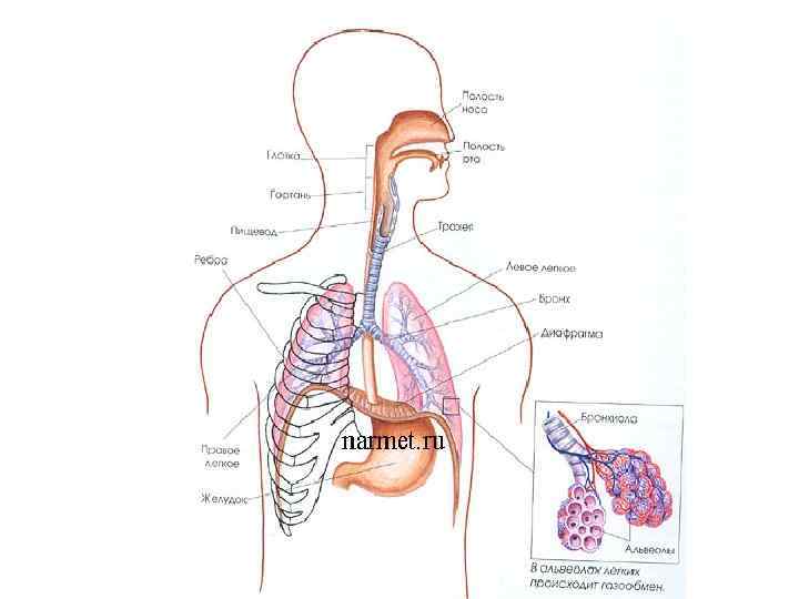 Путь воздуха в организм человека. Воздухоносные пути дыхательной системы. Воздухоносные пути анатомия. Дыхательная система человека схема. Дыхательная система рисунок.