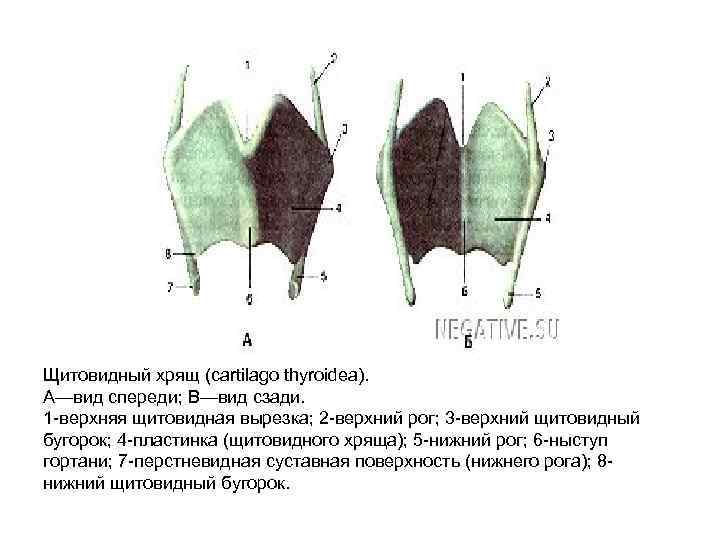 Щитовидный хрящ (cartilago thyroidea). А—вид спереди; В—вид сзади. 1 -верхняя щитовидная вырезка; 2 -верхний