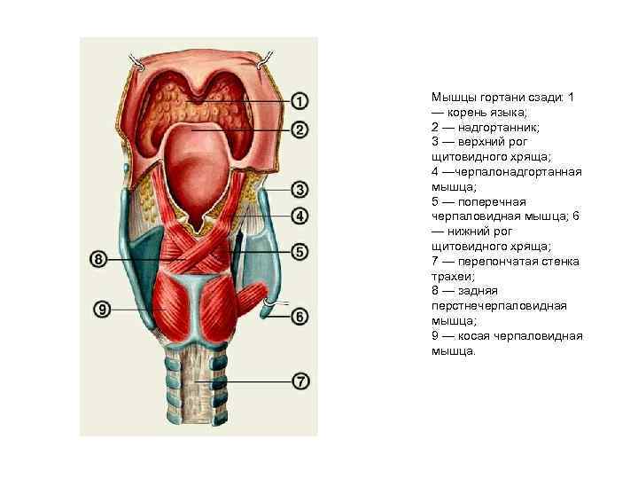 Мышцы гортани сзади: 1 — корень языка; 2 — надгортанник; 3 — верхний рог