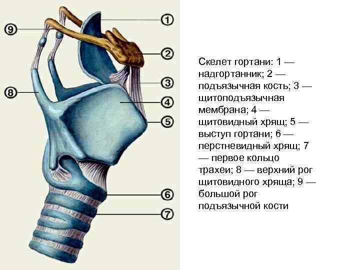 Скелет гортани: 1 — надгортанник; 2 — подъязычная кость; 3 — щитоподъязычная мембрана; 4