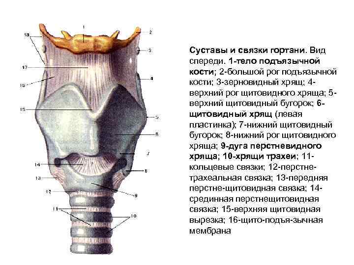 Суставы и связки гортани. Вид спереди. 1 -тело подъязычной кости; 2 -большой рог подъязычной