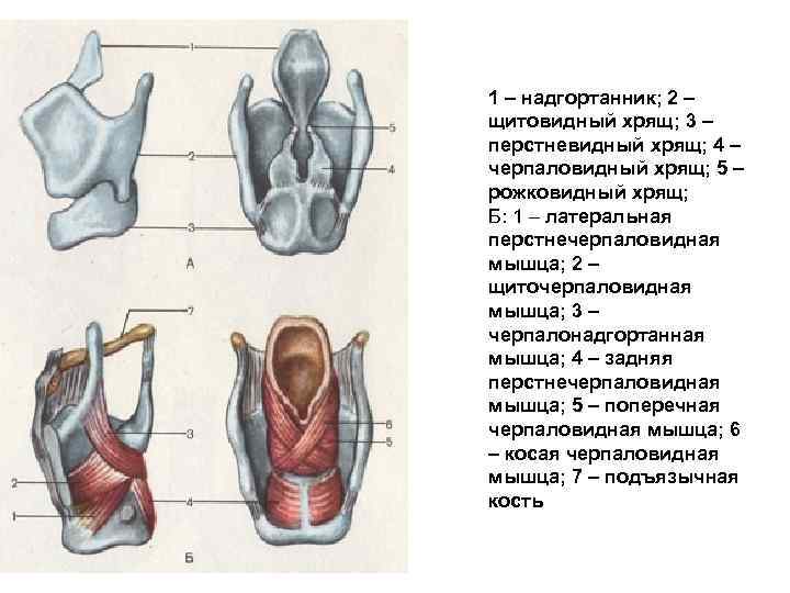 1 – надгортанник; 2 – щитовидный хрящ; 3 – перстневидный хрящ; 4 – черпаловидный