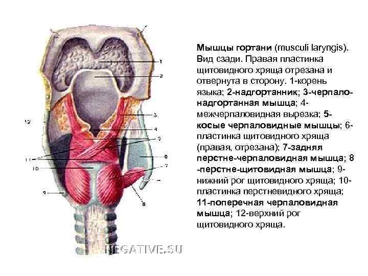 Как называется орган человека обозначенный на рисунке буквой а трахея гортань щитовидная железа язык