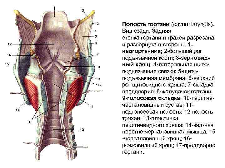 Полость гортани (cavum laryngis). Вид сзади. Задняя стенка гортани и трахеи разрезана и развернута