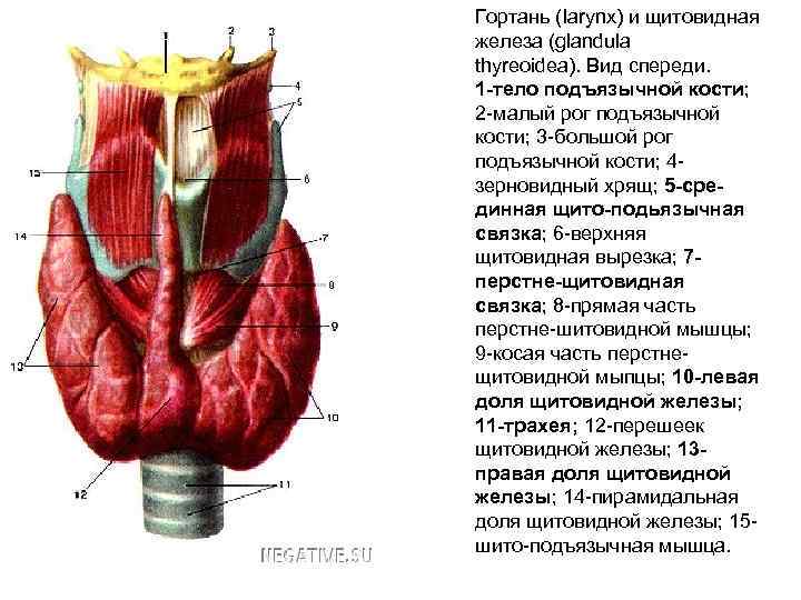 Как называется орган человека обозначенный на рисунке буквой а трахея гортань щитовидная железа язык