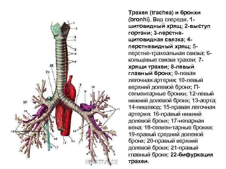 Трахея (trachea) и бронхи (bronhi). Вид спереди. 1 шитовидный хрящ; 2 -выступ гортани; 3