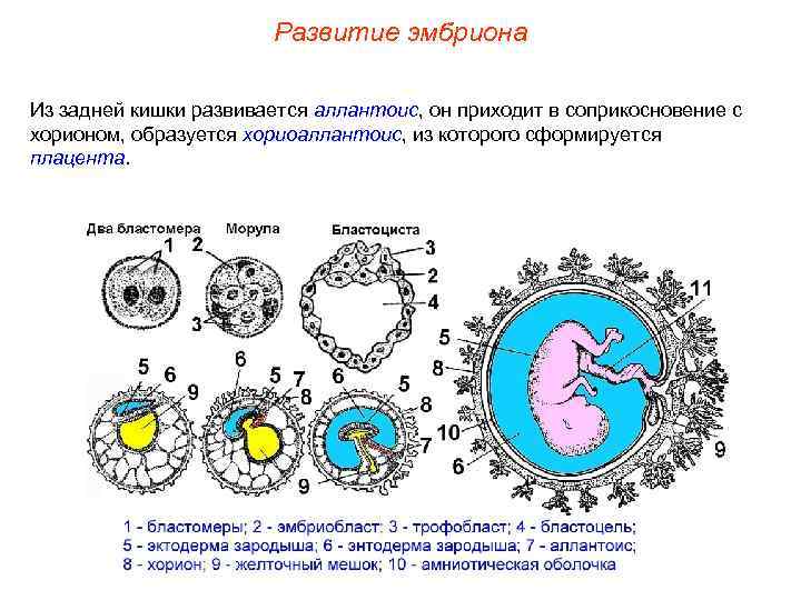 Развитие эмбриона Из задней кишки развивается аллантоис, он приходит в соприкосновение с хорионом, образуется