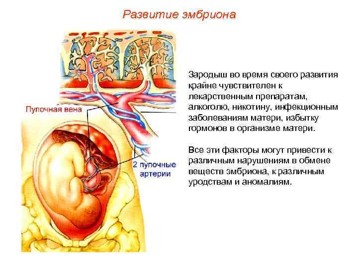 Развитие эмбриона Зародыш во время своего развития крайне чувствителен к лекарственным препаратам, алкоголю, никотину,
