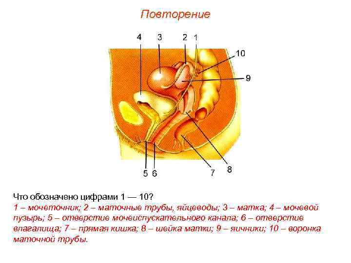 Повторение Что обозначено цифрами 1 — 10? 1 – мочеточник; 2 – маточные трубы,